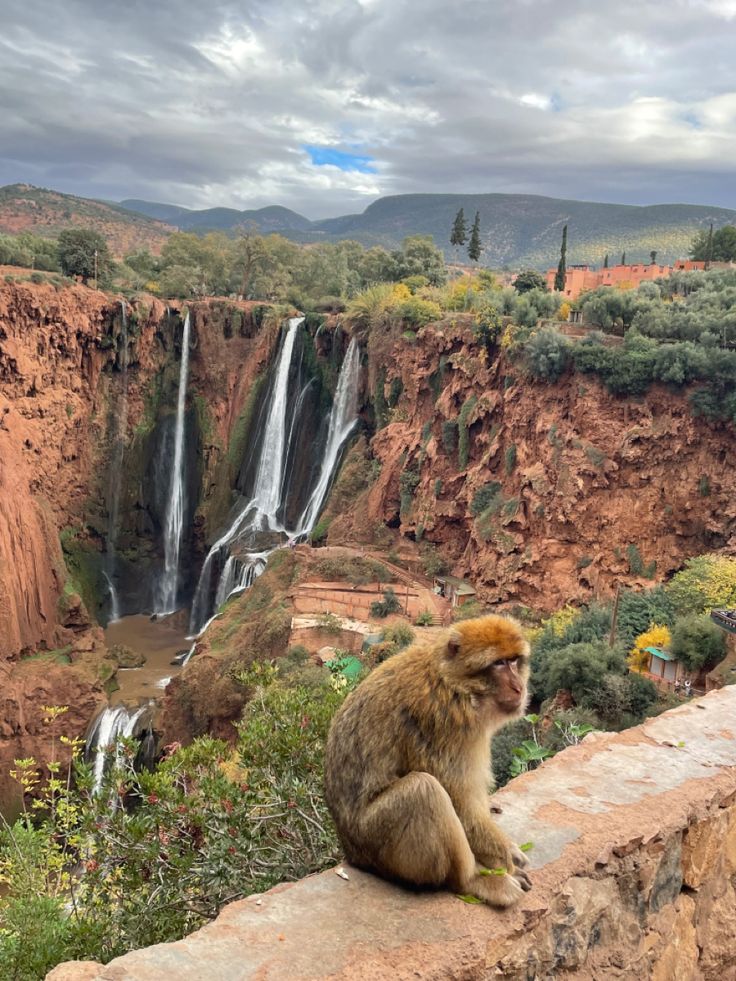 cuties in the atlas mountains