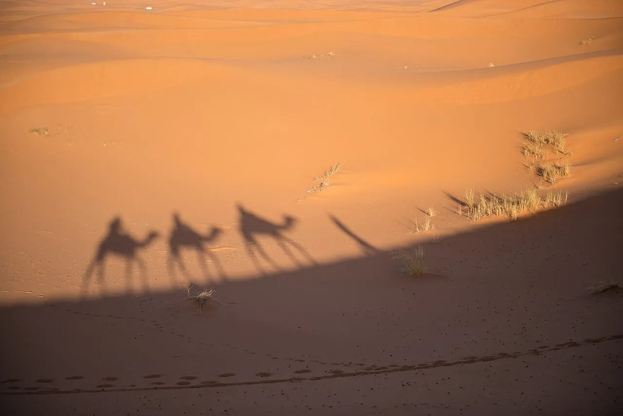 Camel caravan crossing the orange dunes of Erg Chebbi near Merzouga