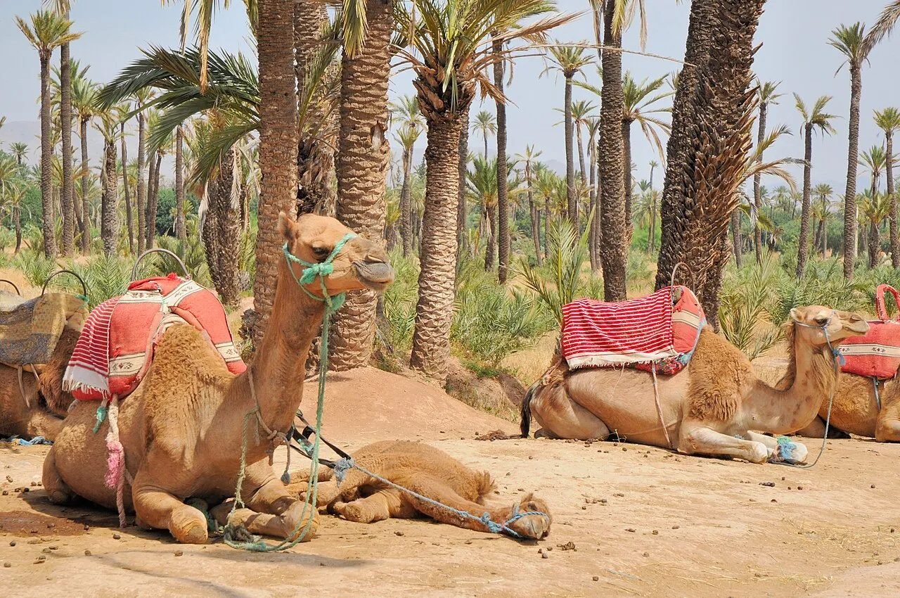 Family on a camel ride in the palm grove near Marrakech