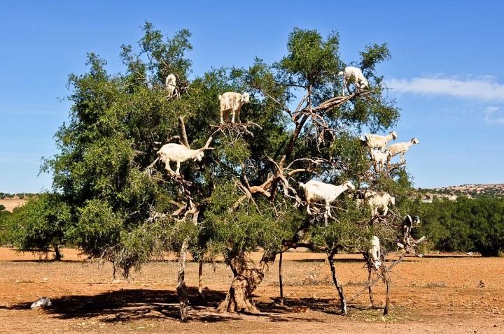 Goats climbing an argan tree on the road between Marrakech and Essaouira