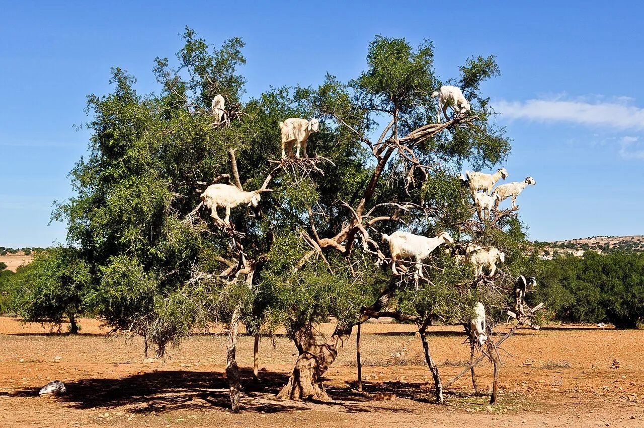 Goats climbing an argan tree on the road between Marrakech and Essaouira