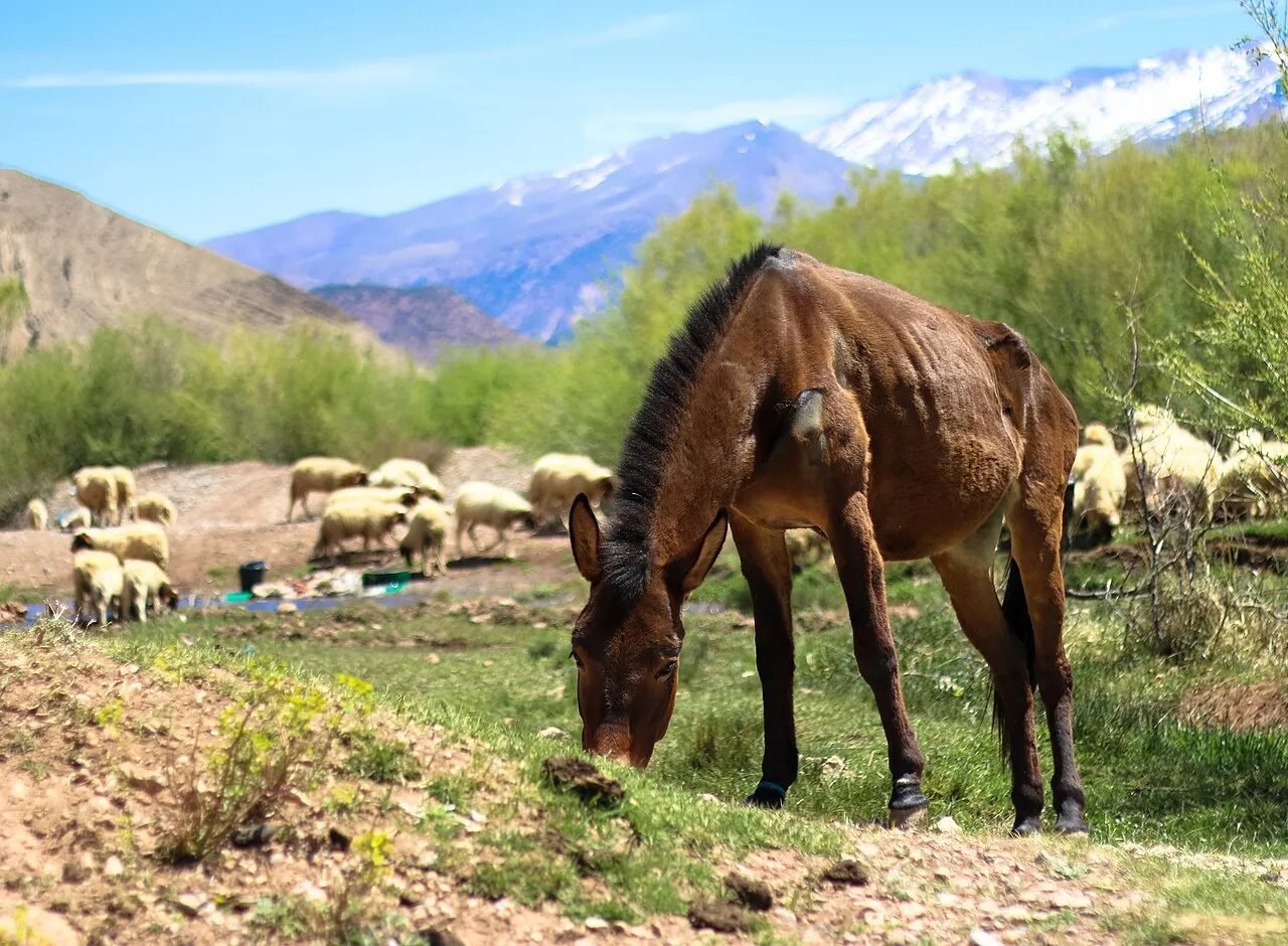 Green fields and earthen villages of the Ait Bouguemez valley in the Central High Atlas