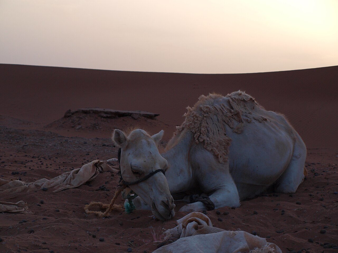 Desde Marrakech: excursión de 2 días al desierto de Zagora con campamento — photo 2