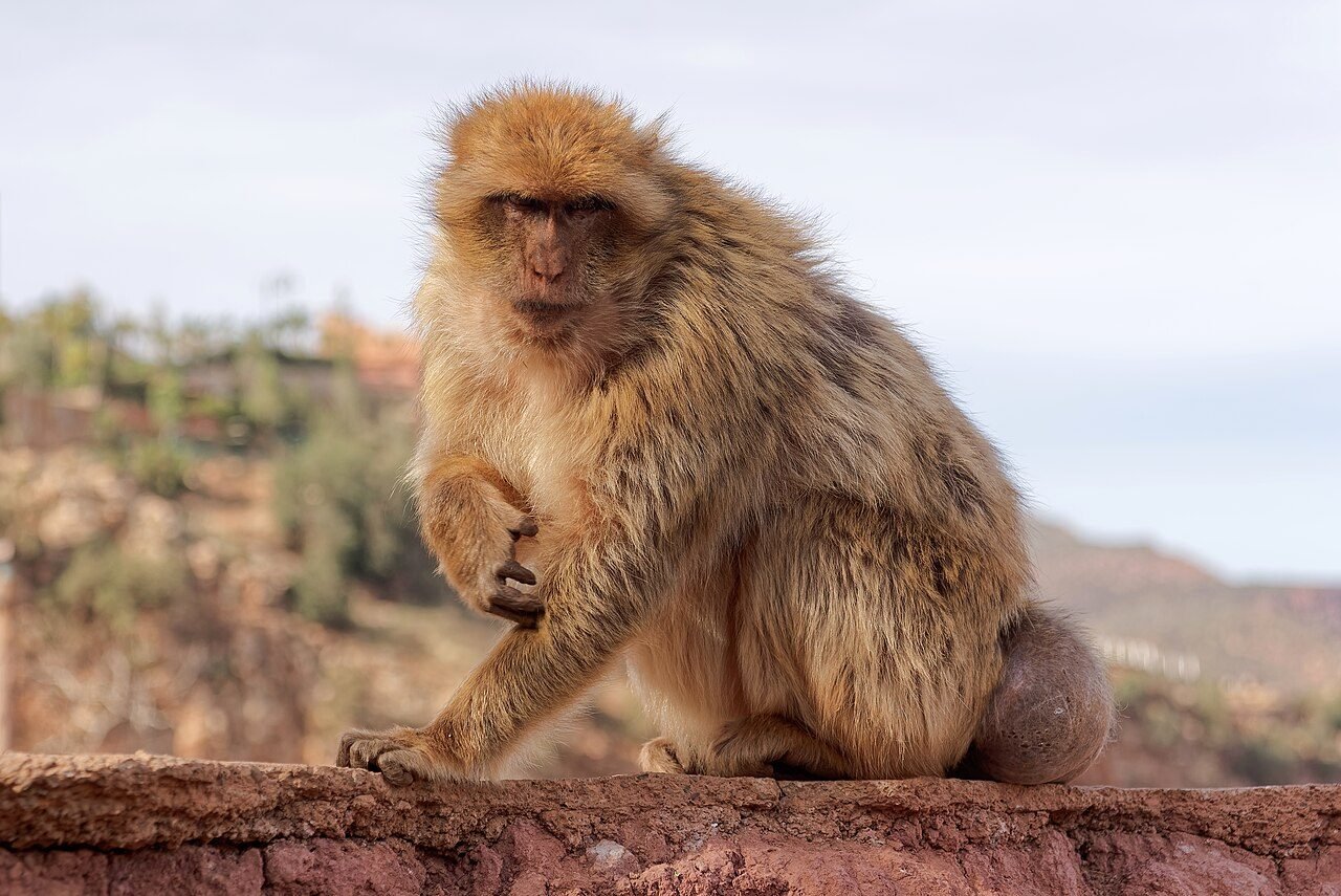 Desde Marrakech: excursión a las cascadas de Ouzoud con paseo y barca opcional — photo 2