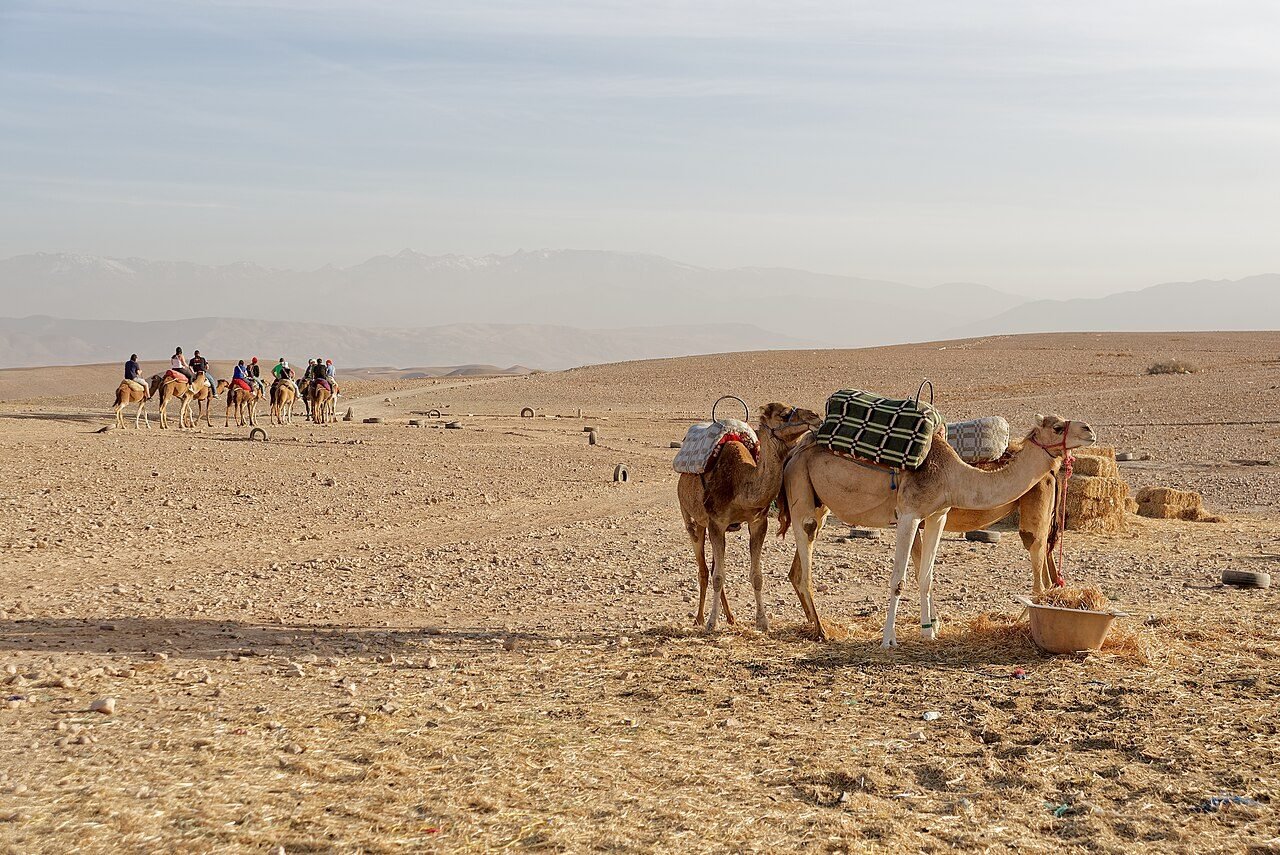 Marrakech: Palmeraie Quad Bike Tour & Camel Ride with Mint Tea — photo 2
