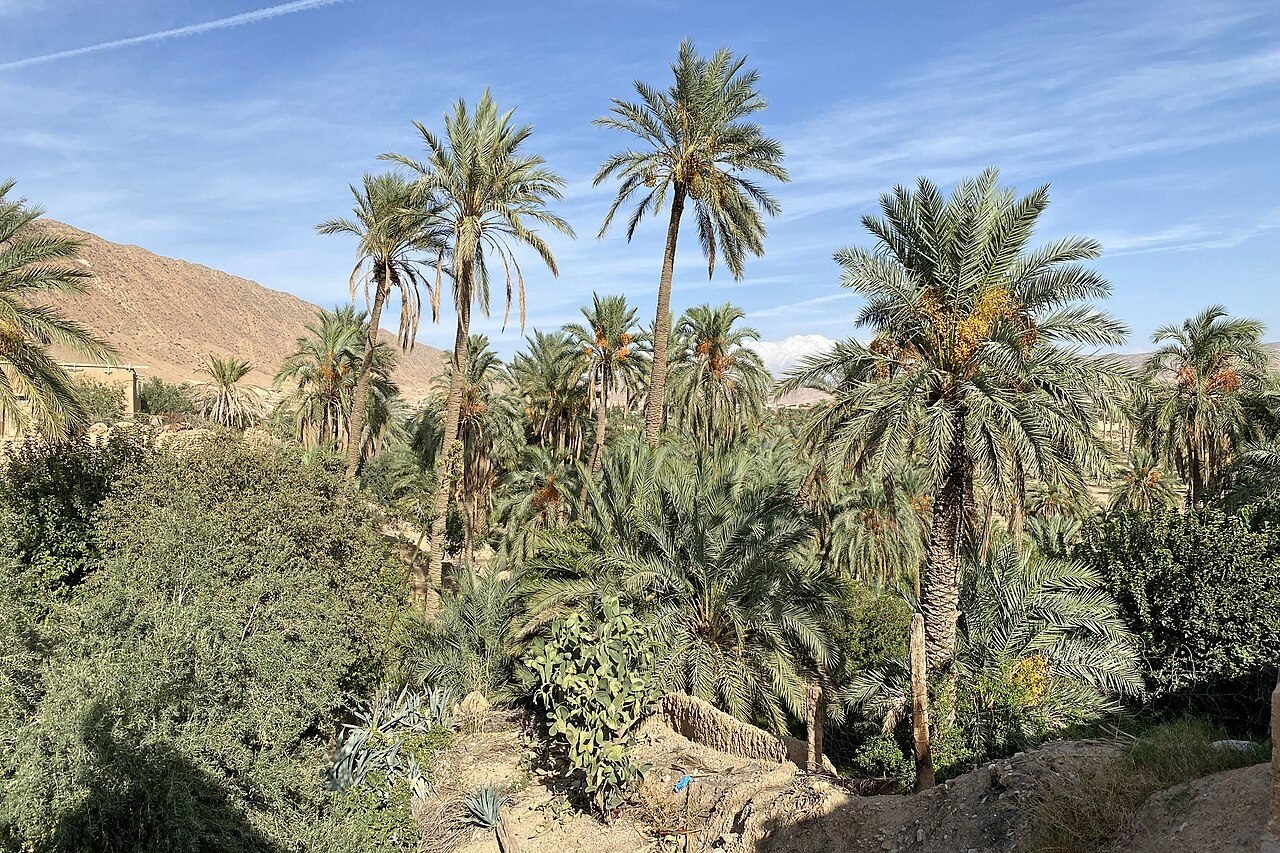 Marrakech: Palmeraie Quad Bike Tour & Camel Ride with Mint Tea — photo 3