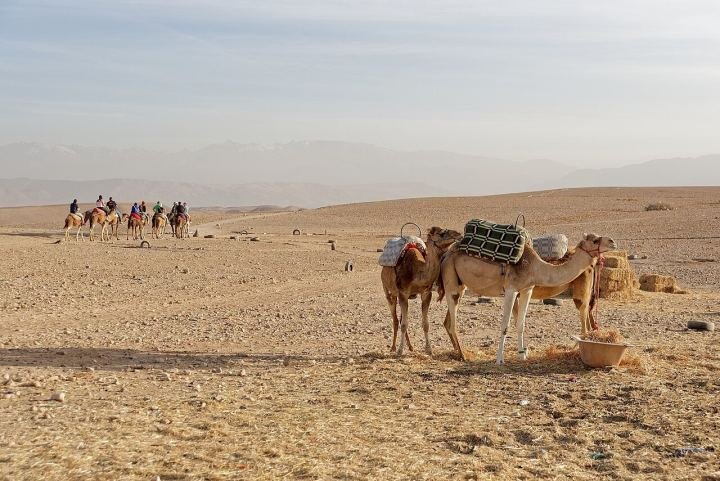 From Marrakech: Agafay Desert Quad Bike, Dinner & Show